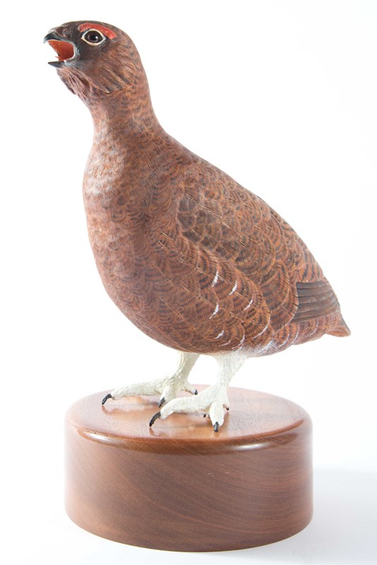 Red Grouse