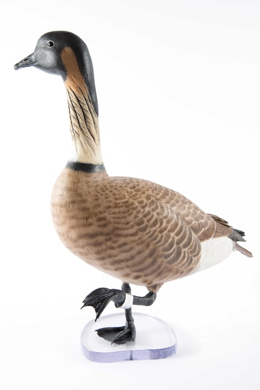 Nene Hawaiian Goose
