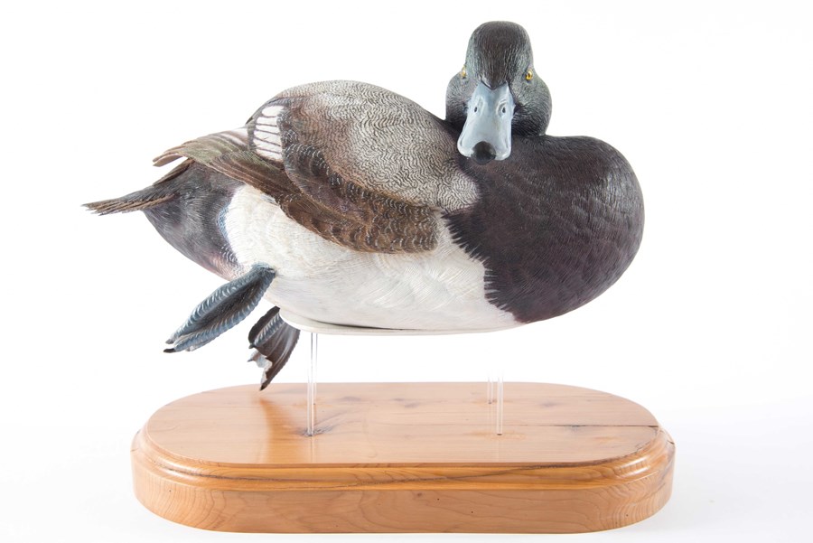 Lesser Scaup