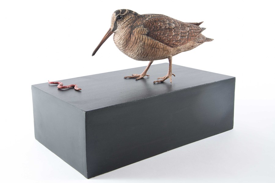 Woodcock