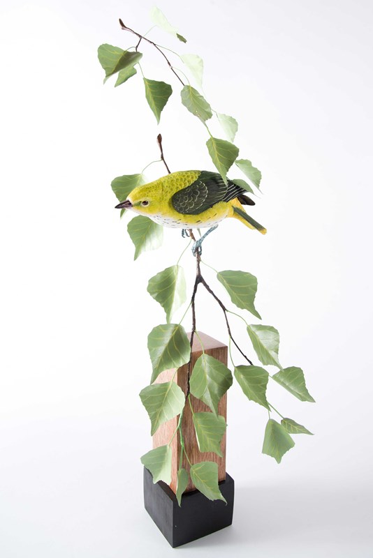 Juvenile Golden Oriole