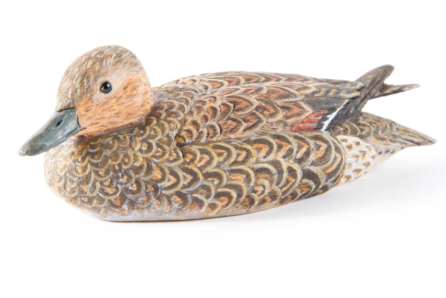 Pintail