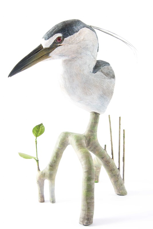 Black Crowned Night Heron