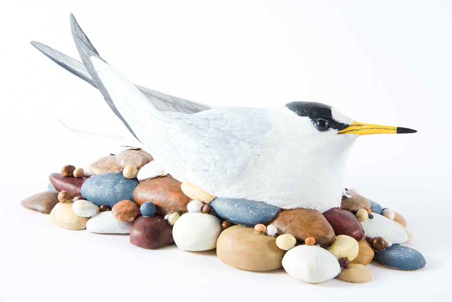 Little Tern