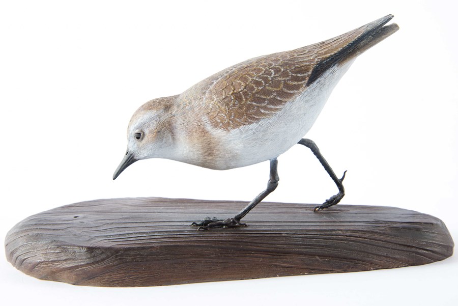 First Winter Little Stint