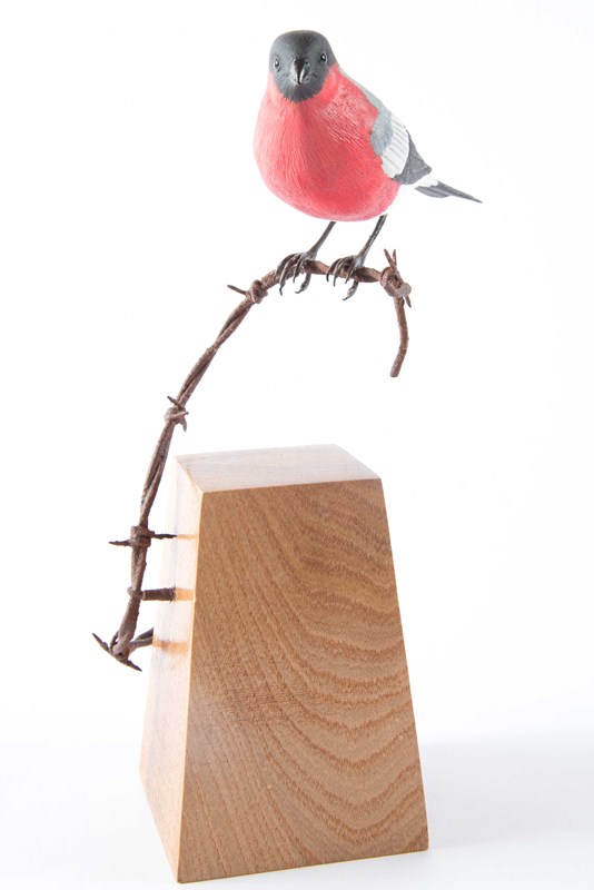 Bullfinch on barbed wire
