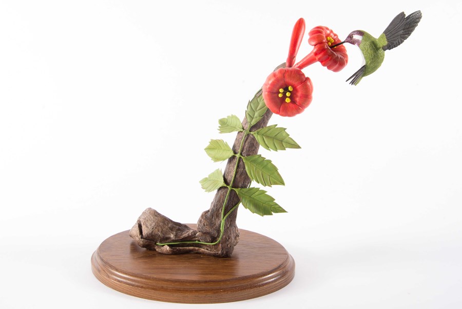 Costas Hummingbird on Trumpet Vine