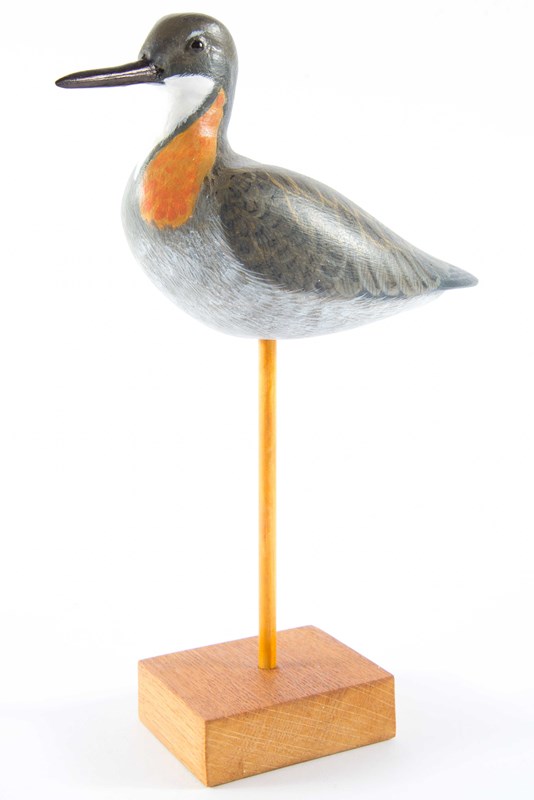 Red Phalarope