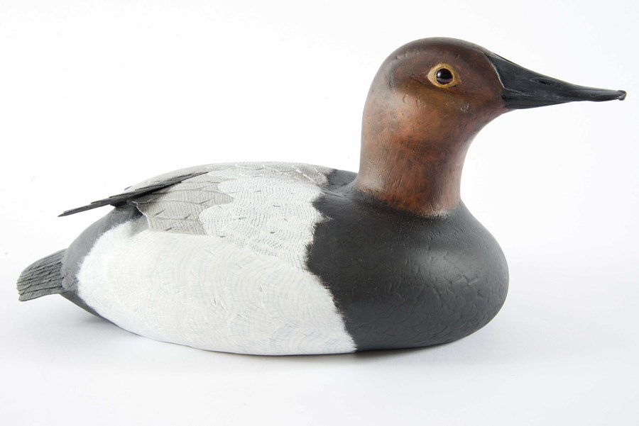 Canvasback Duck