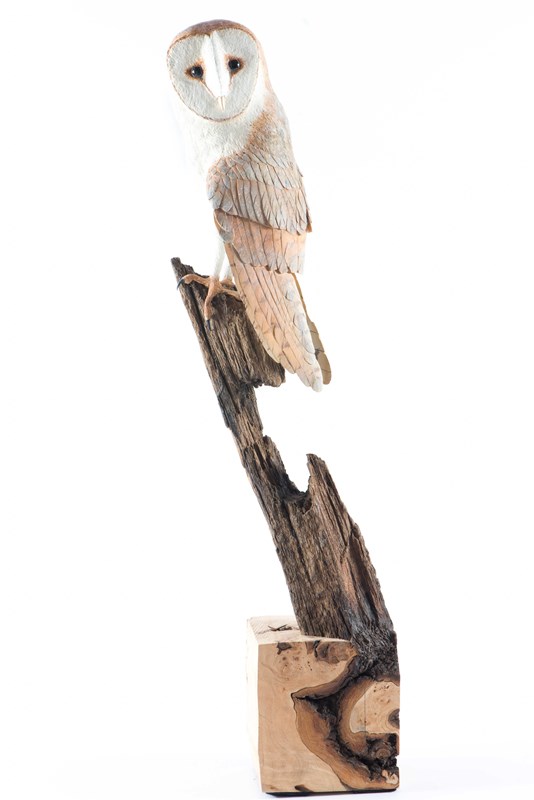 Barn Owl