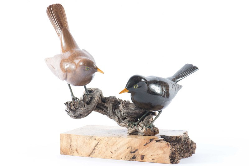 Male Female Blackbirds in Bog Oak Walnut