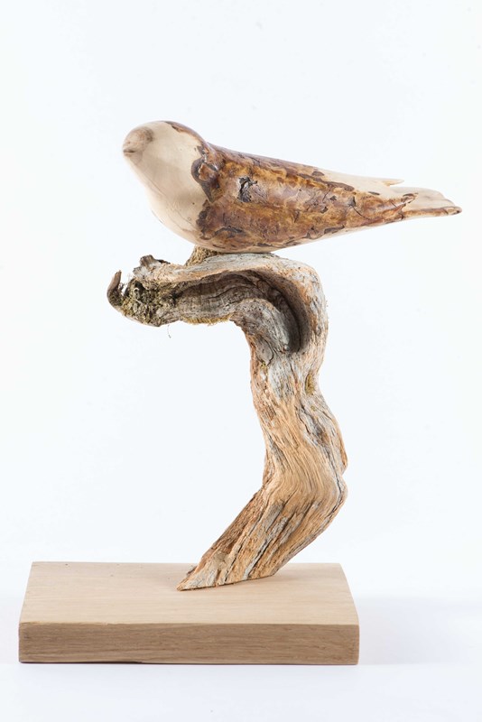 Nightjar in Spalted Damson