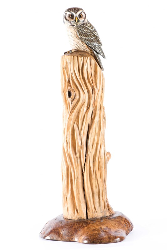 Hawk Owl Sycamore on elm base