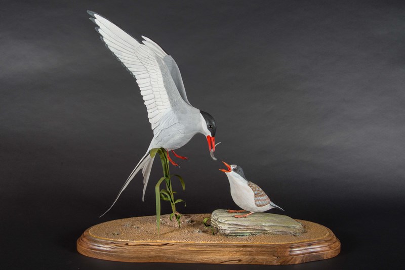 Artic Tern feeding young bird by Jim Flinn