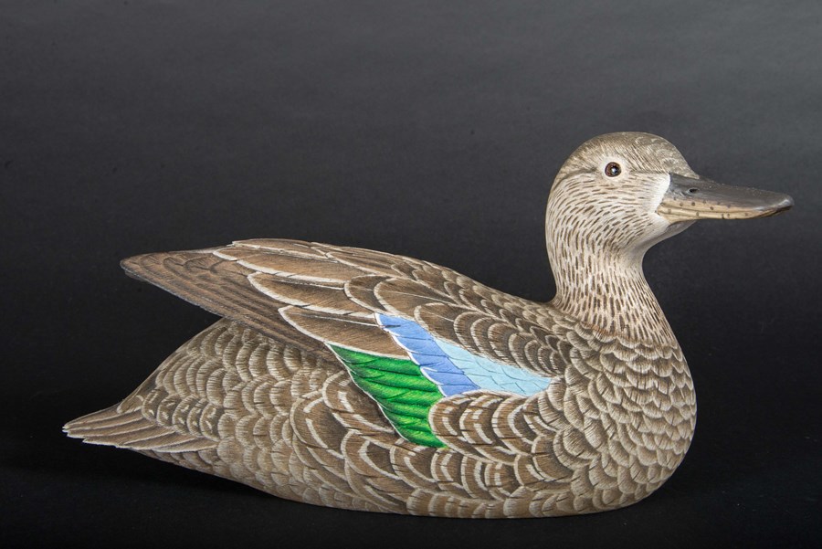 Cinnamon Teal by Paul Dalby