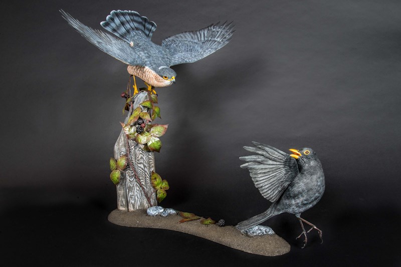Sparrowhawk and Blackbird by Mike Wood