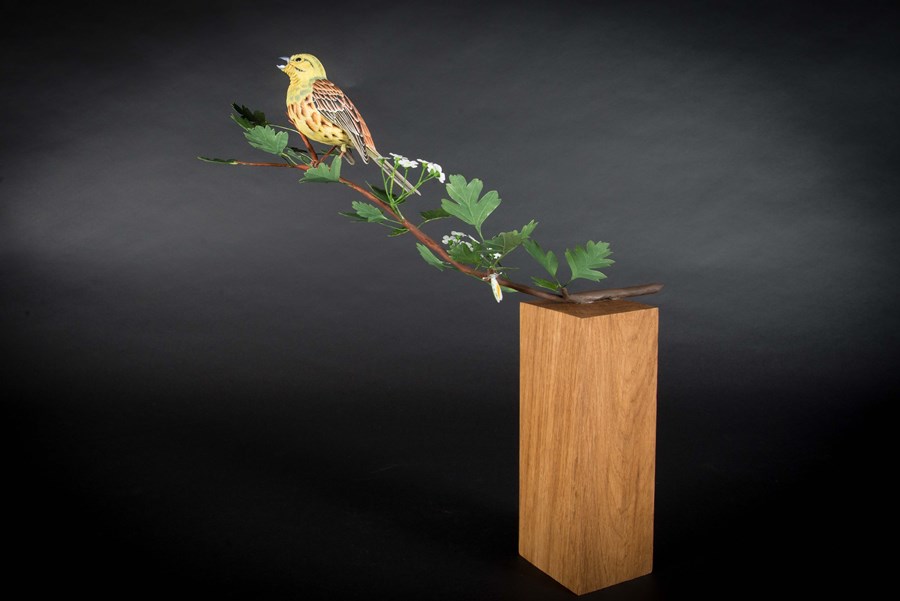 Yellowhammer by David Askew