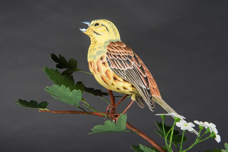 Yellowhammer by David Askew