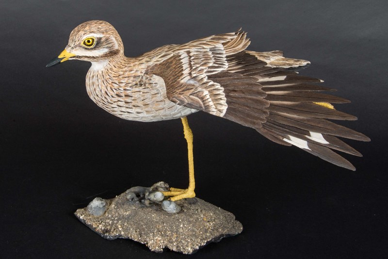 Stone Curlew stretching by Maggie Port