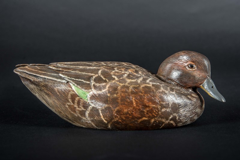 Greenwing Teal