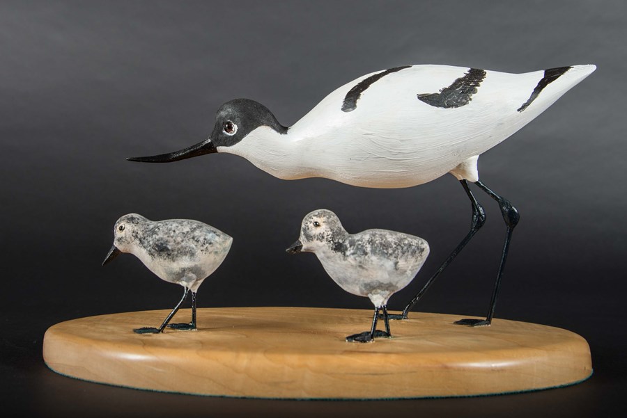 Avocet with Chicks