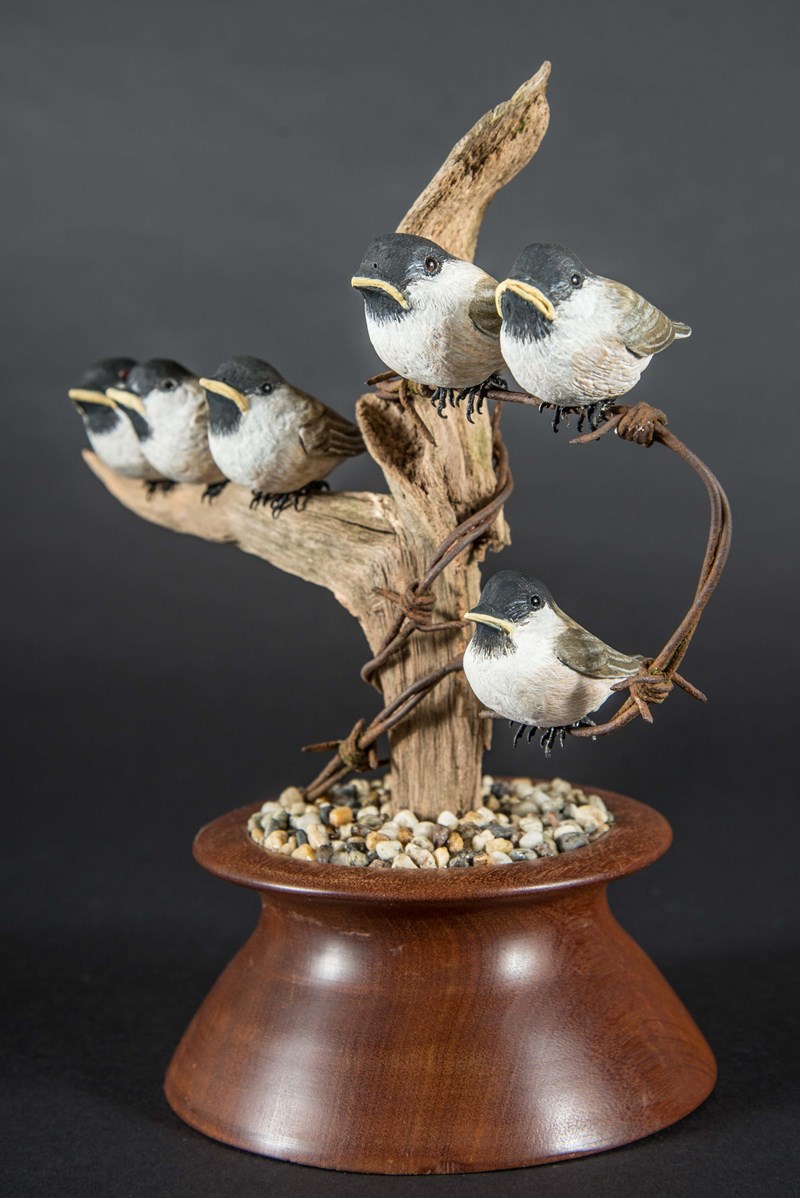 Six baby black capped chickadees waiting for their mother