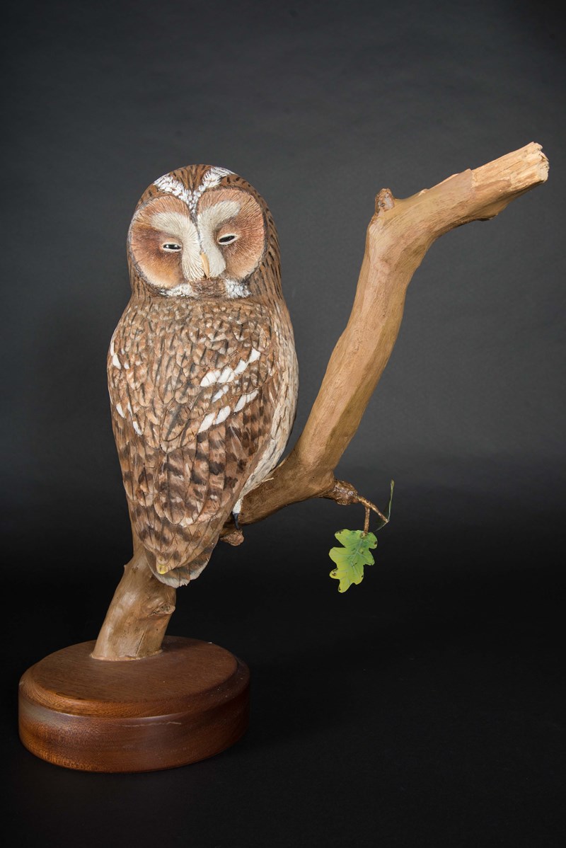 Tawny Owl Dawn Snoozer