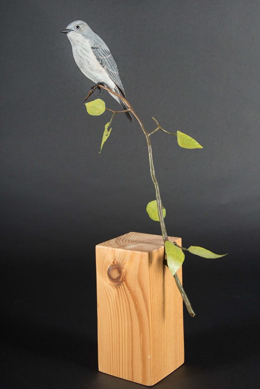 Spotted Flycatcher