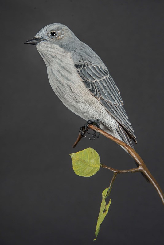 Spotted Flycatcher