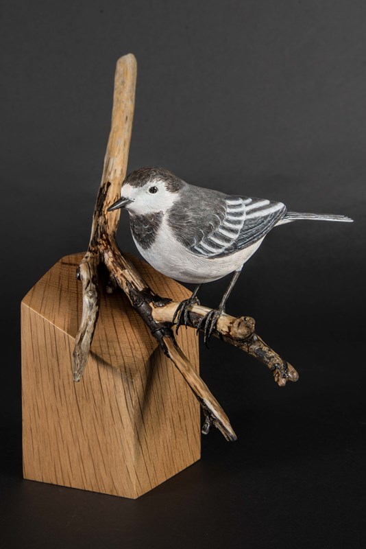 Pied Wagtail