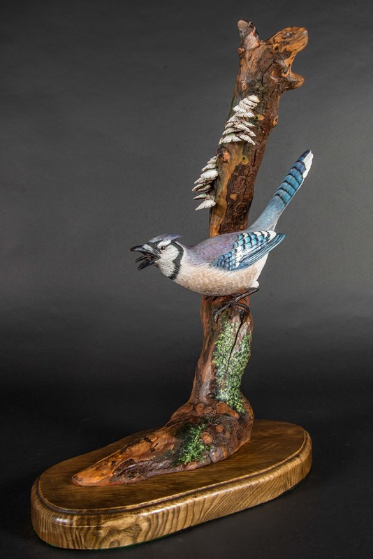 American Blue Jay 