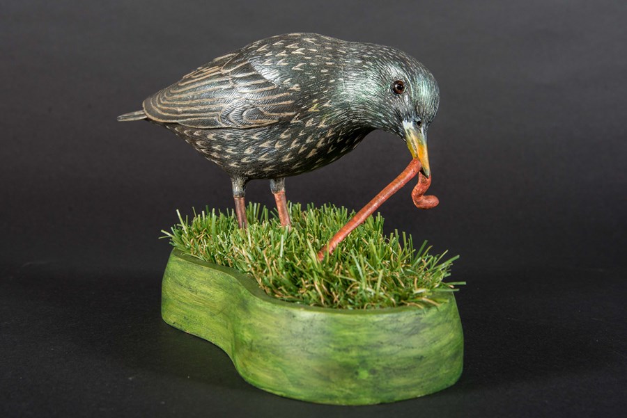 Starling