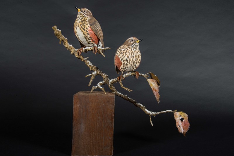 Redwings Frosty Mornings