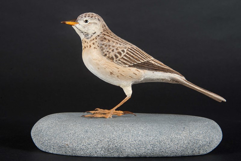 Richards Pipit