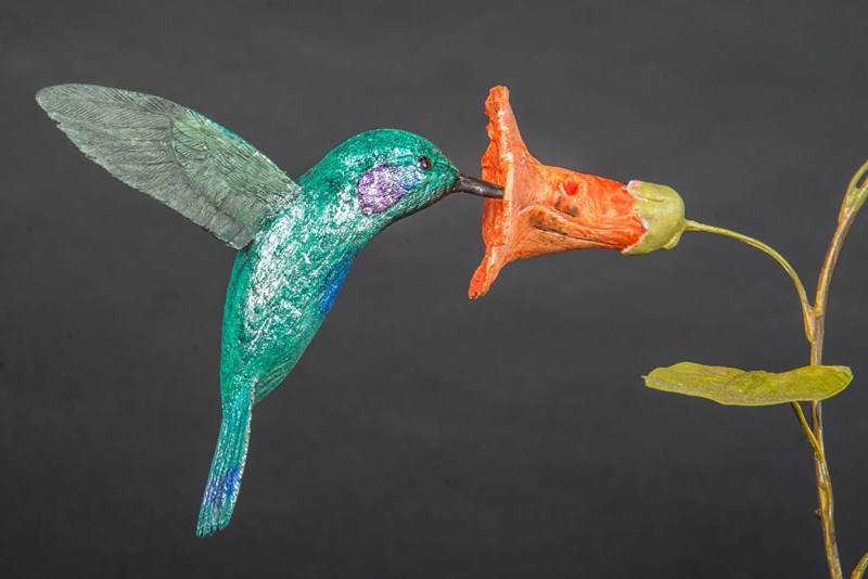 Violet Eared Humming Bird