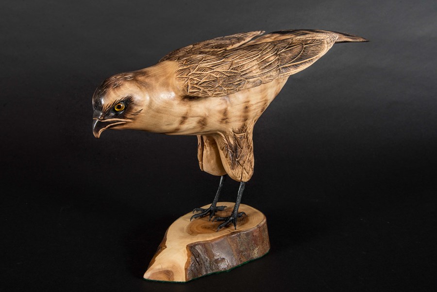 Hen Harrier 60% life size