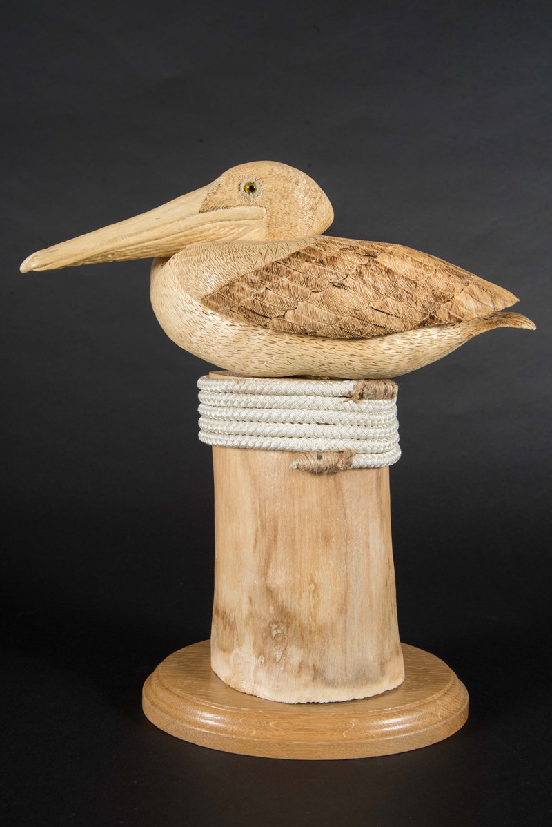 Brown Pelican half lifesize