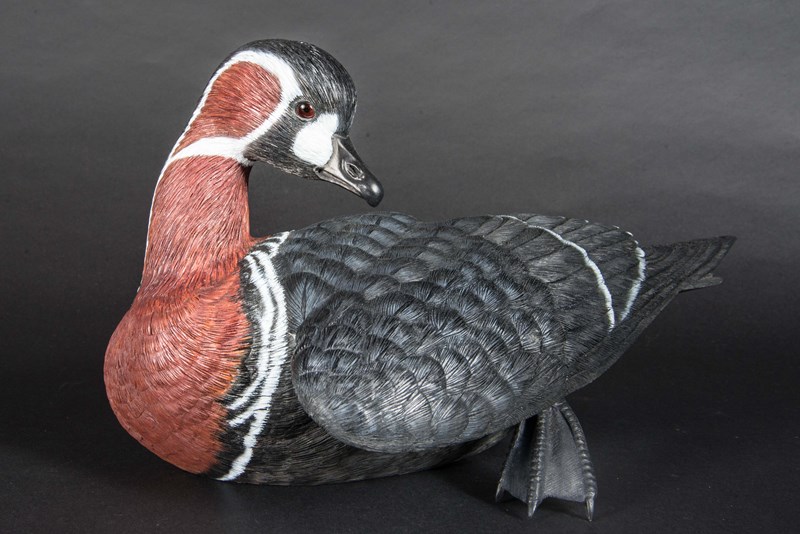 Red Breasted Goose