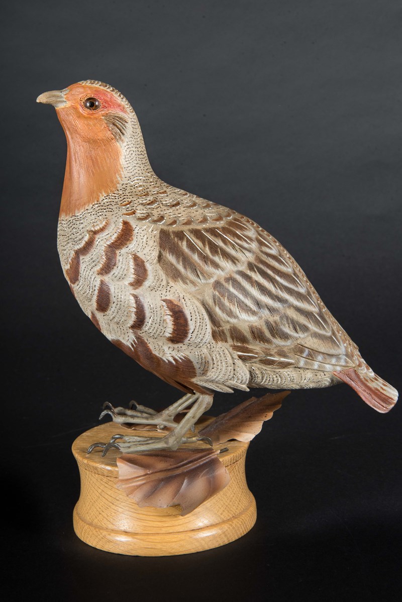 Grey Partridge