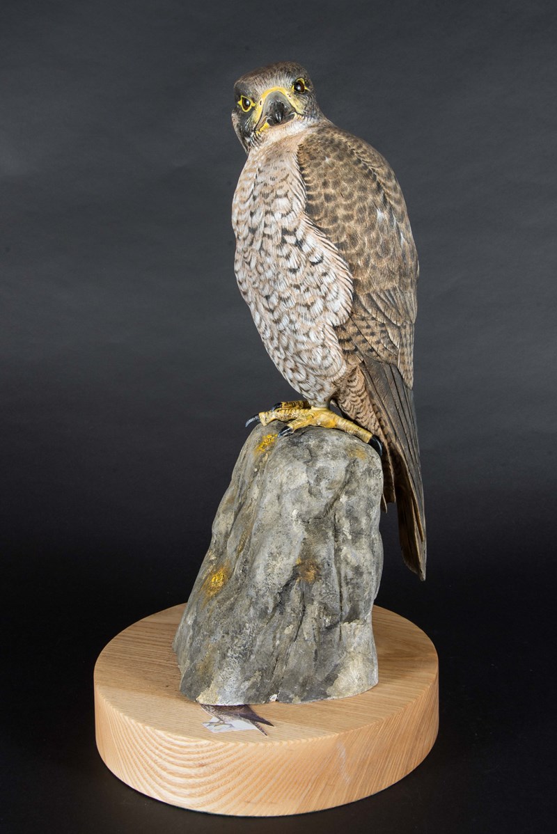 Female Juvenile Peregrine Falcon