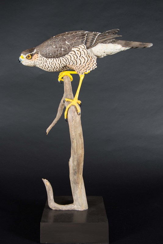 Sparrowhawk