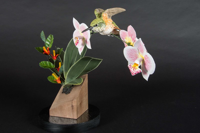 Rufous Tailed Humming Bird