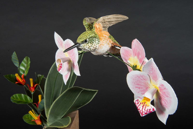 Rufous Tailed Humming Bird