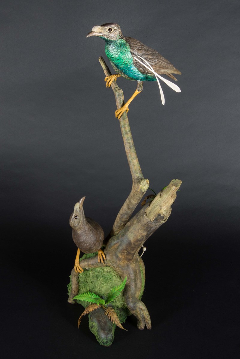 Wallaces Standardwing