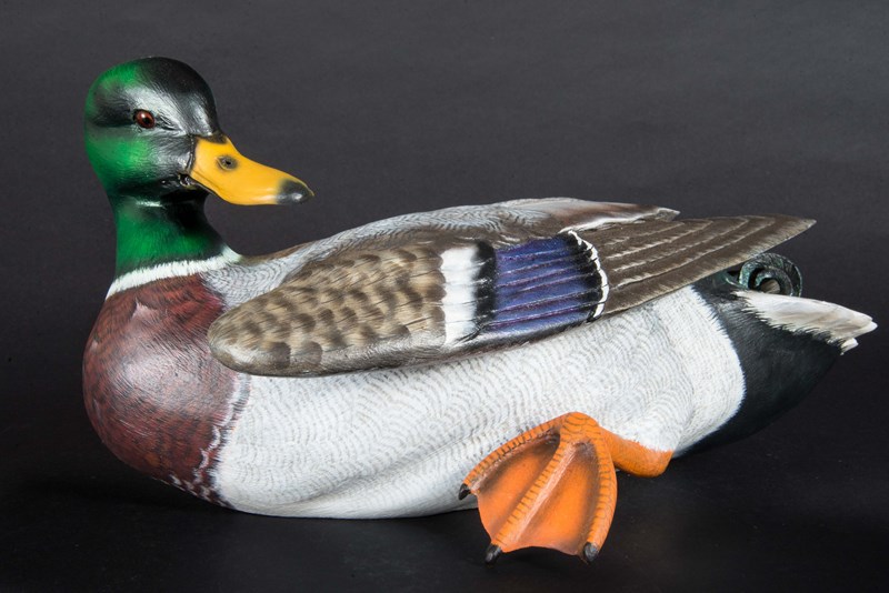 Mallard Drake