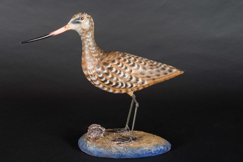 Marbled Godwit