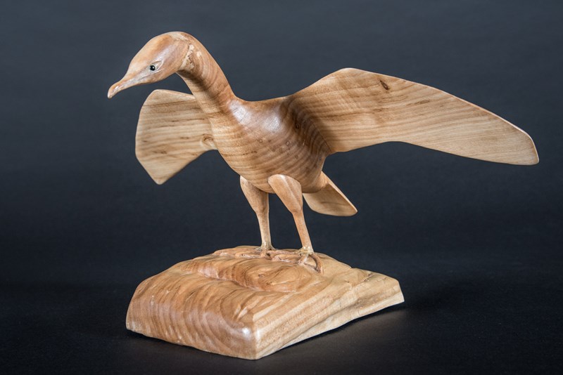 Cormorant wing drying by Graham Cawley