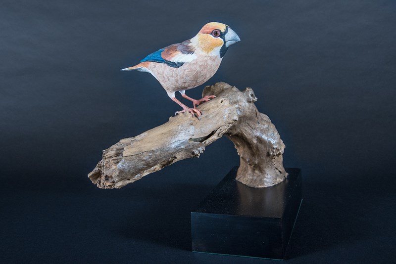 Hawfinch_Gold by Paul Tully