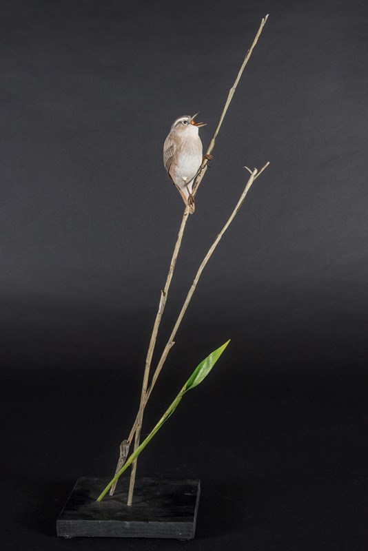 Sedge Warbler by Alan Pickersgill