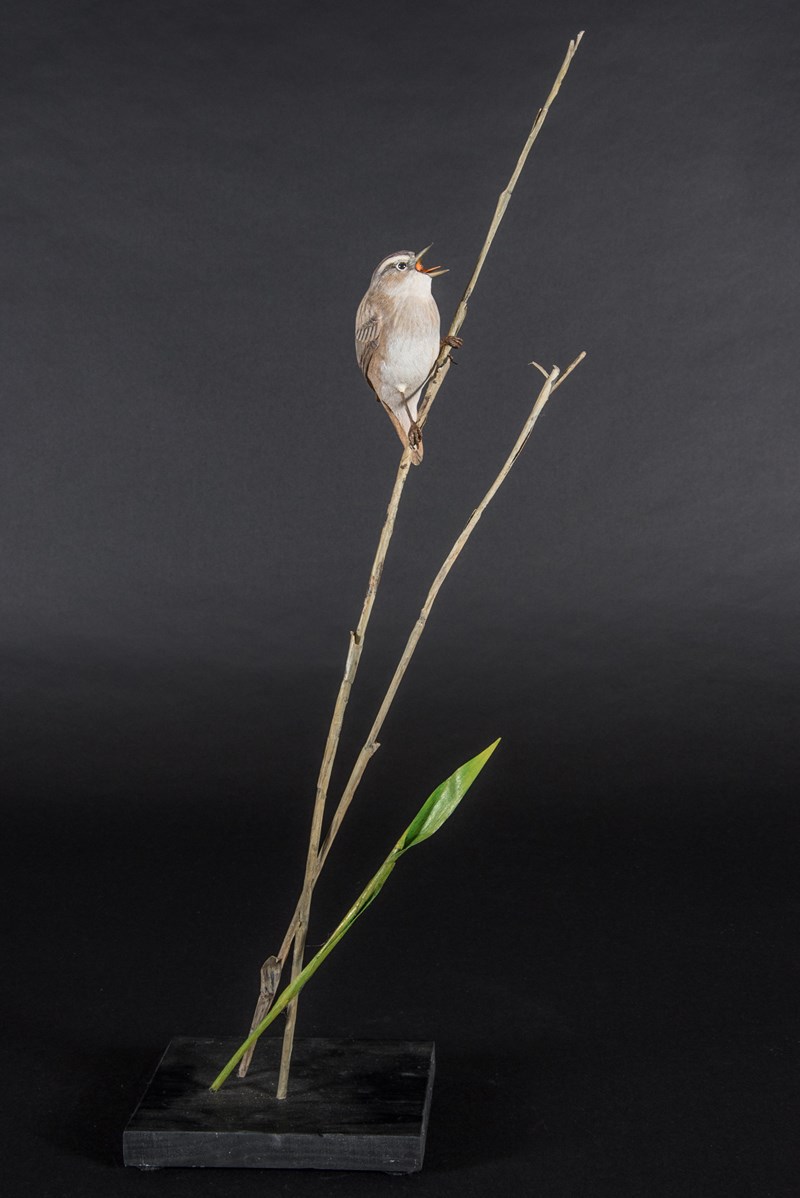 Sedge Warbler by Alan Pickersgill